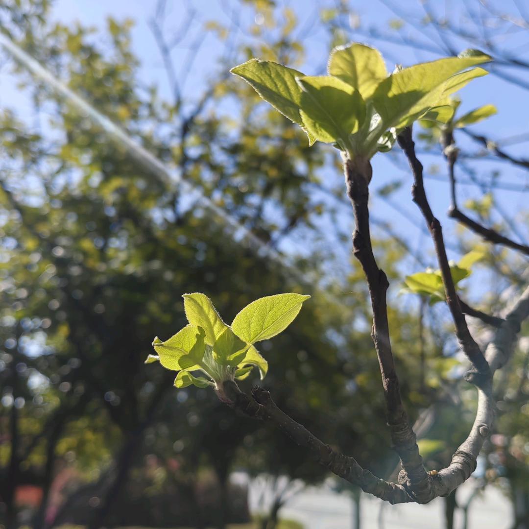 无花无酒锄作田头像