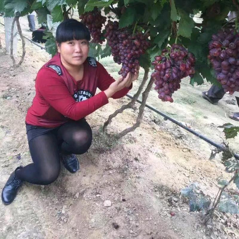 葡萄萍姐