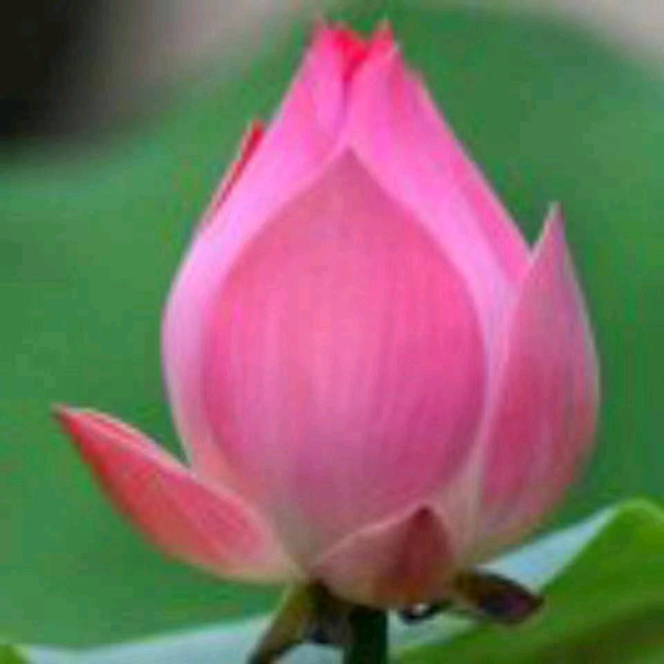 💞 淡淡的忧伤💞