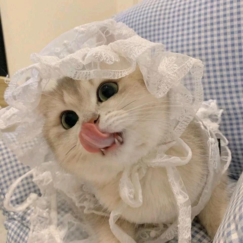 小小研的猫猫