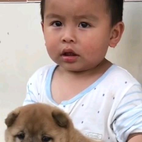 大师兄土猎犬舍
