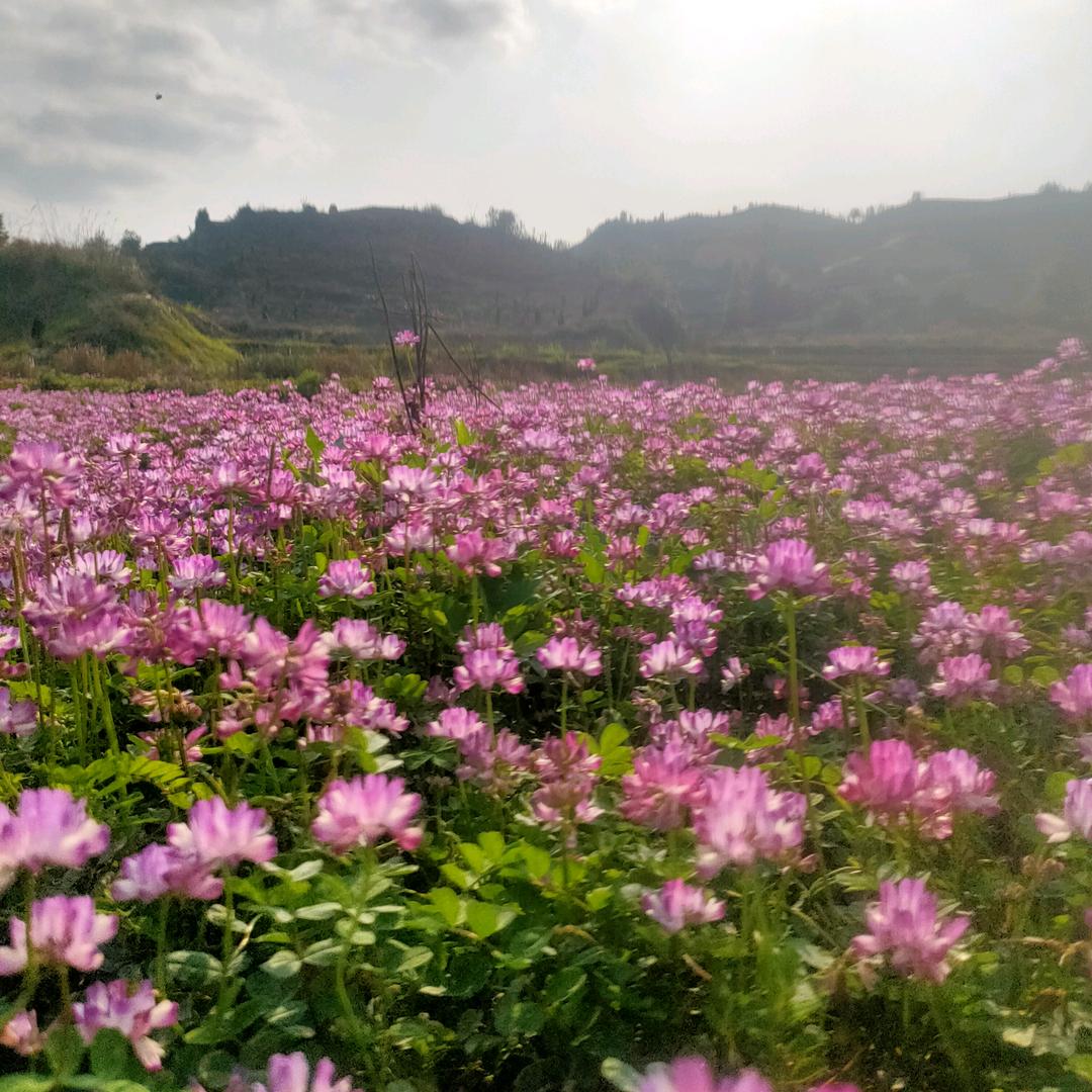 芹