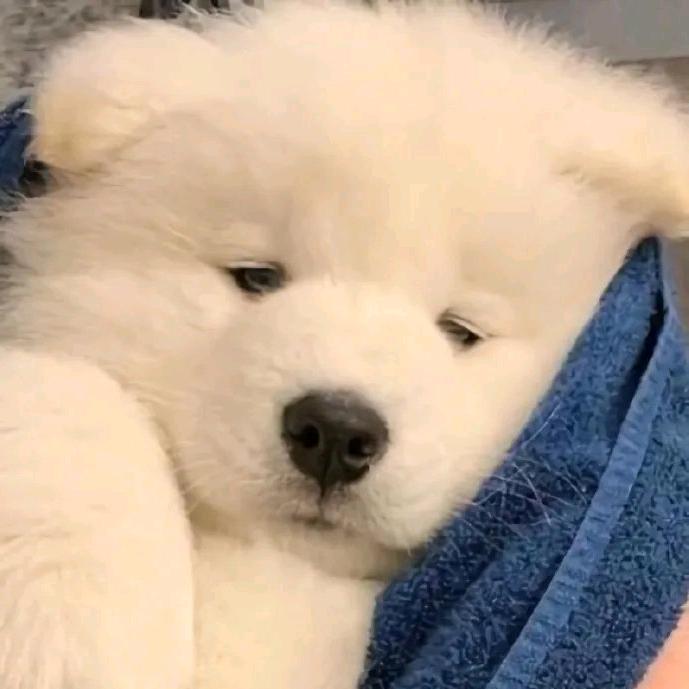 要抹茶蛋糕吗