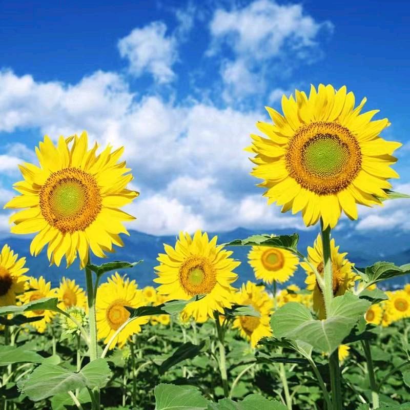 蚌埠阿意聊装修