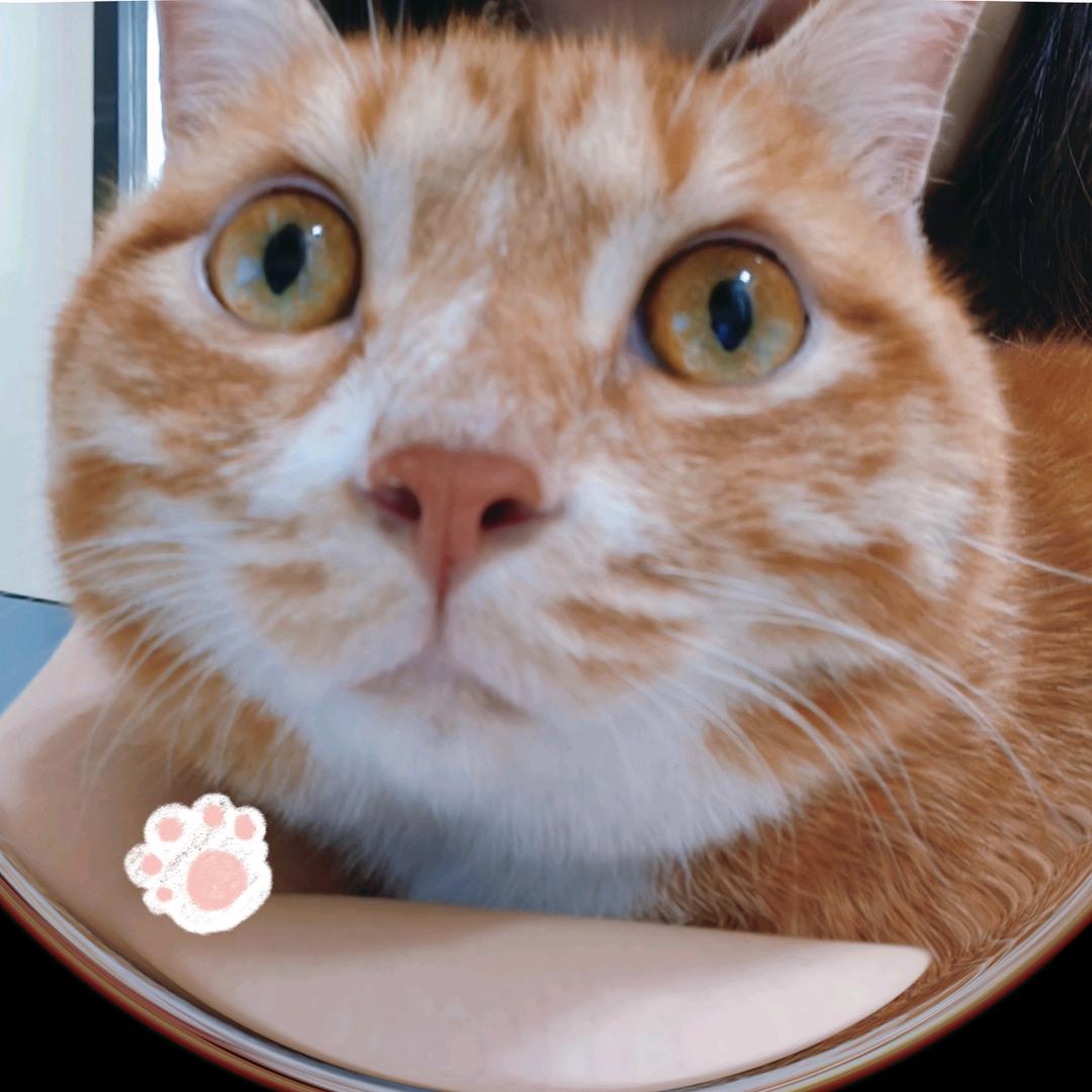 橘猫吱吱