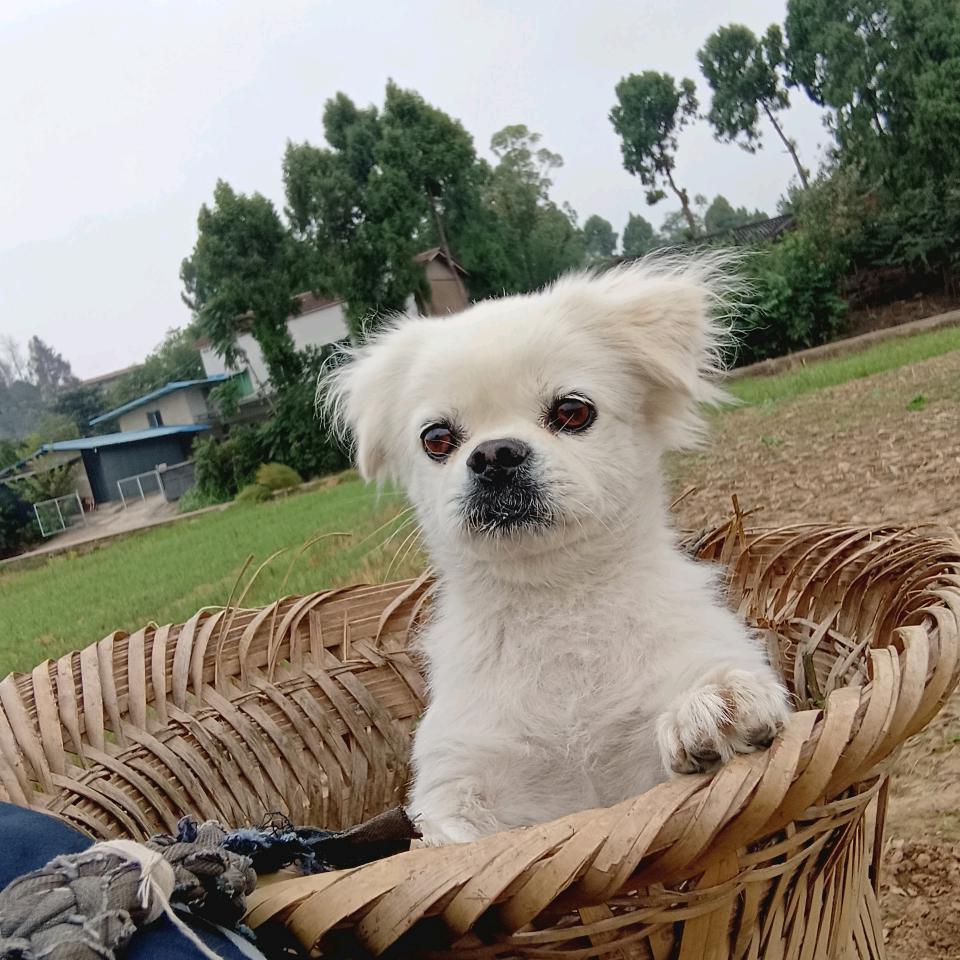 轩宝