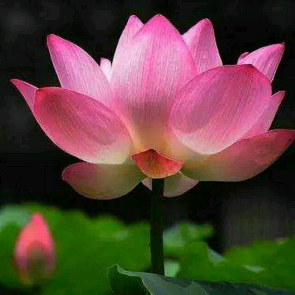 王芳姐
