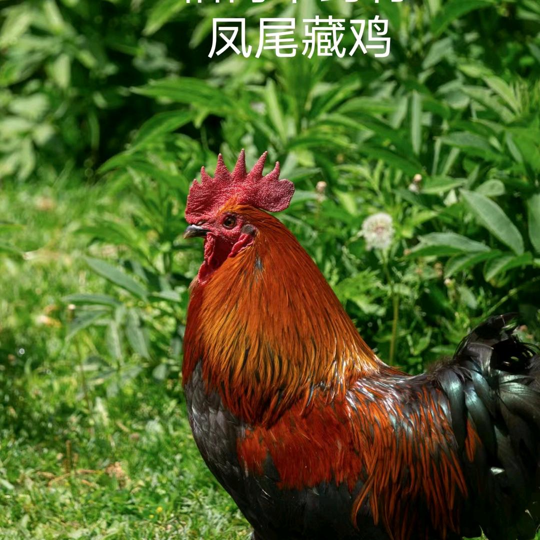 藏区高原凤尾鸡原产地