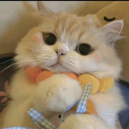 喵喵miao🌸
