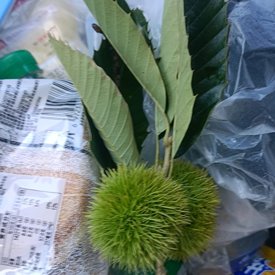 大白菜