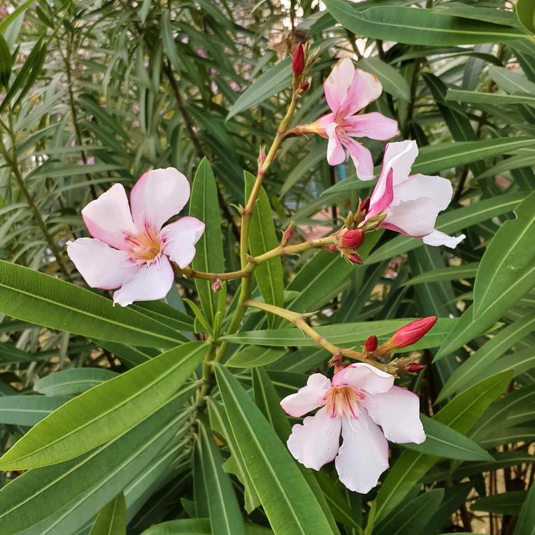 香香酒旅推荐