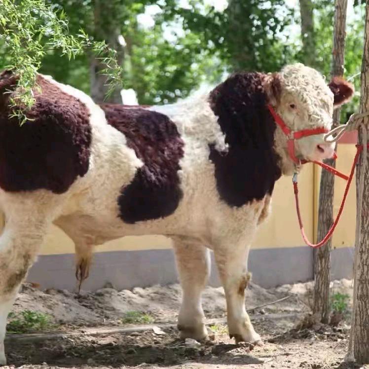 买牛找【小杨】