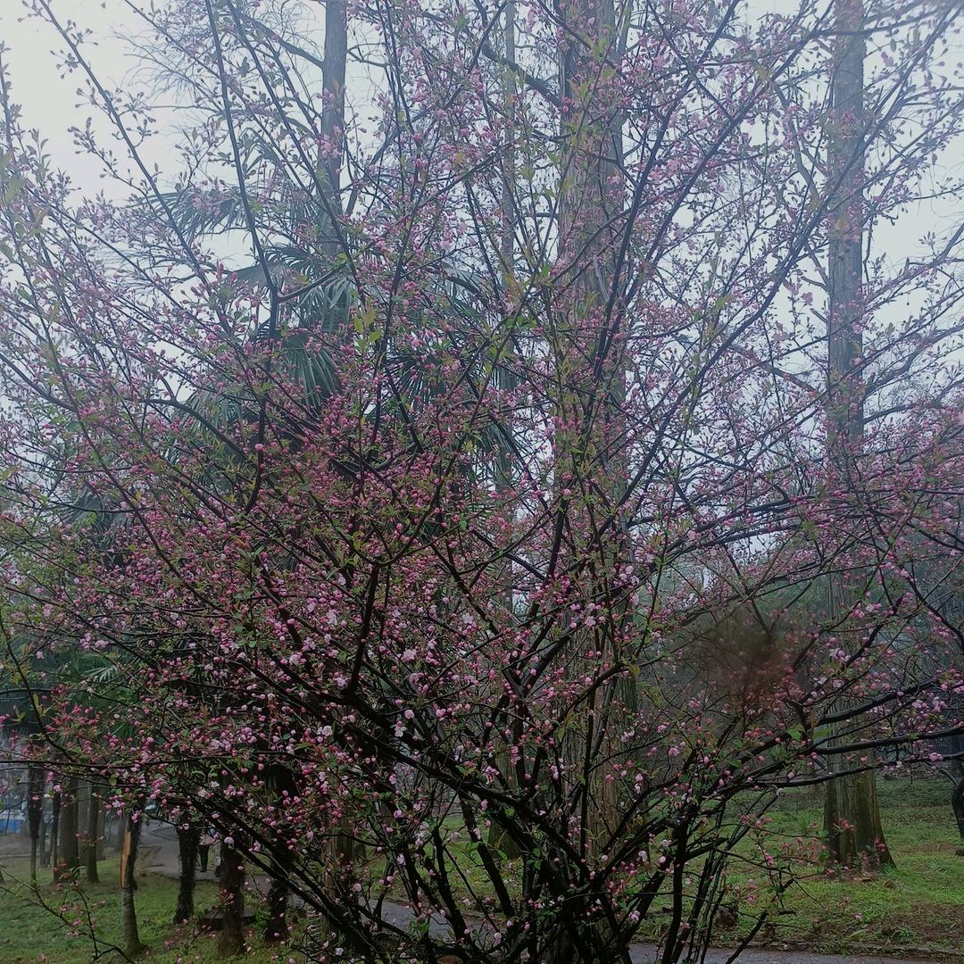 小二儿哥（有关必回）