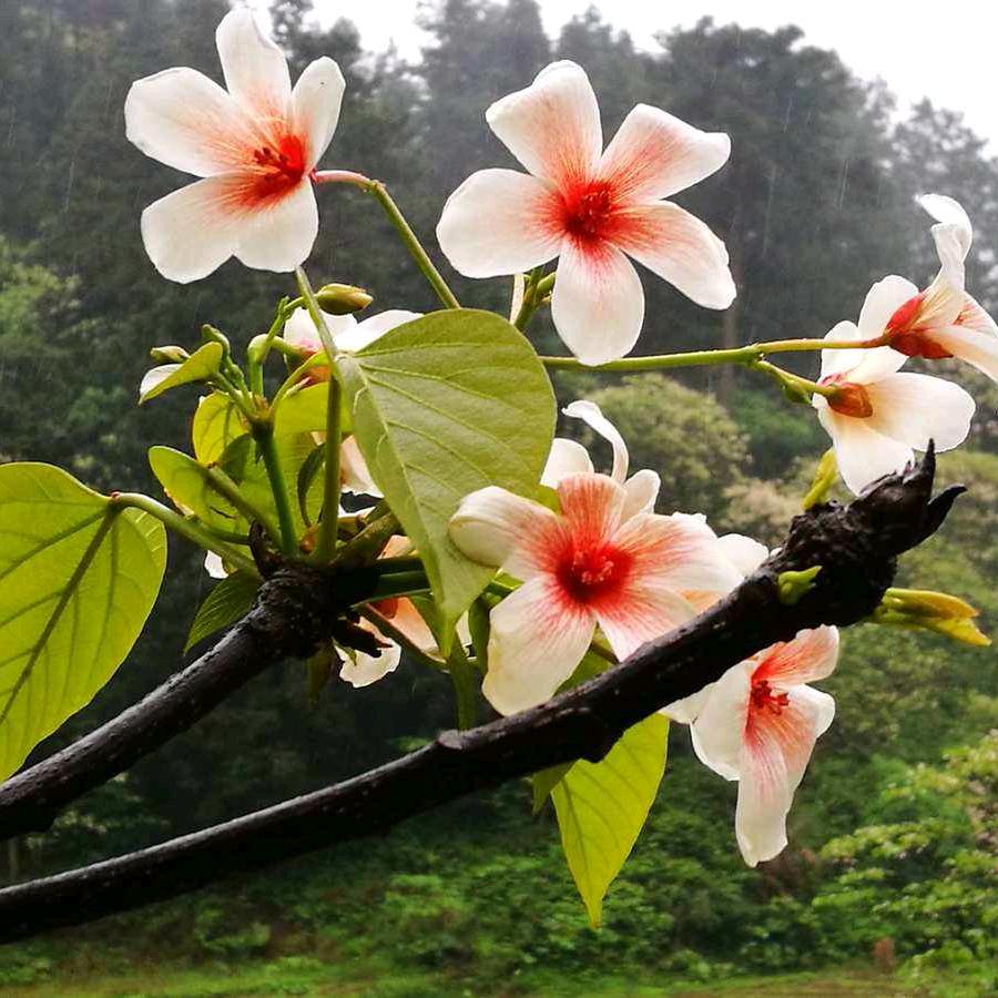 江西赣州富辰桐油厂