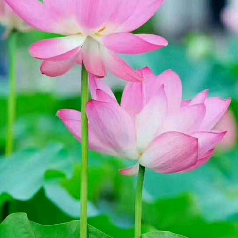 缘见