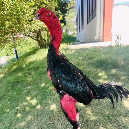 老龍斗鸡料 斗鸟料