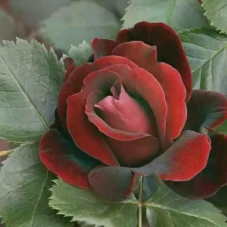 小玫瑰🌹