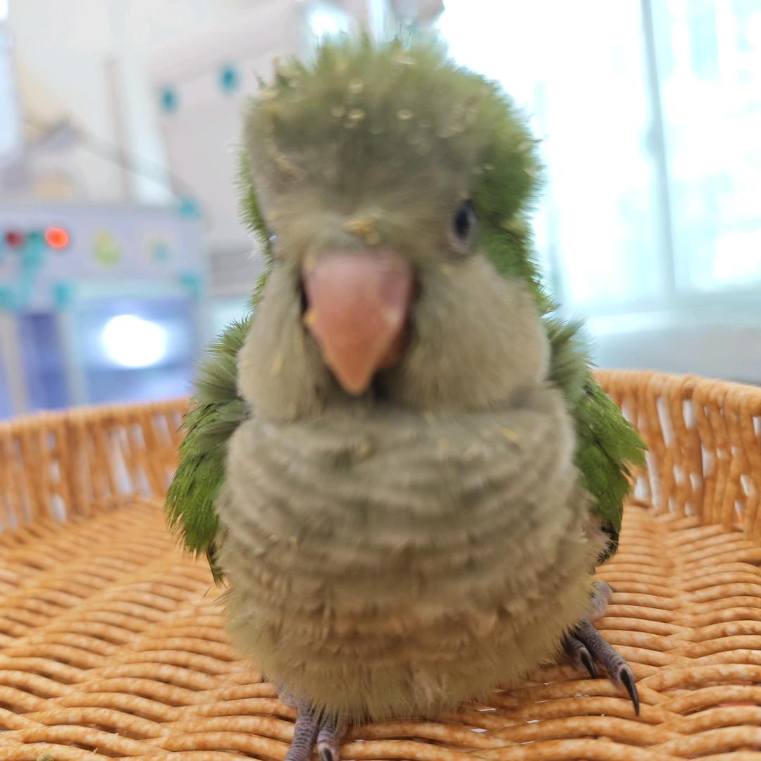 鹦鹉俱乐部（每晚直播）