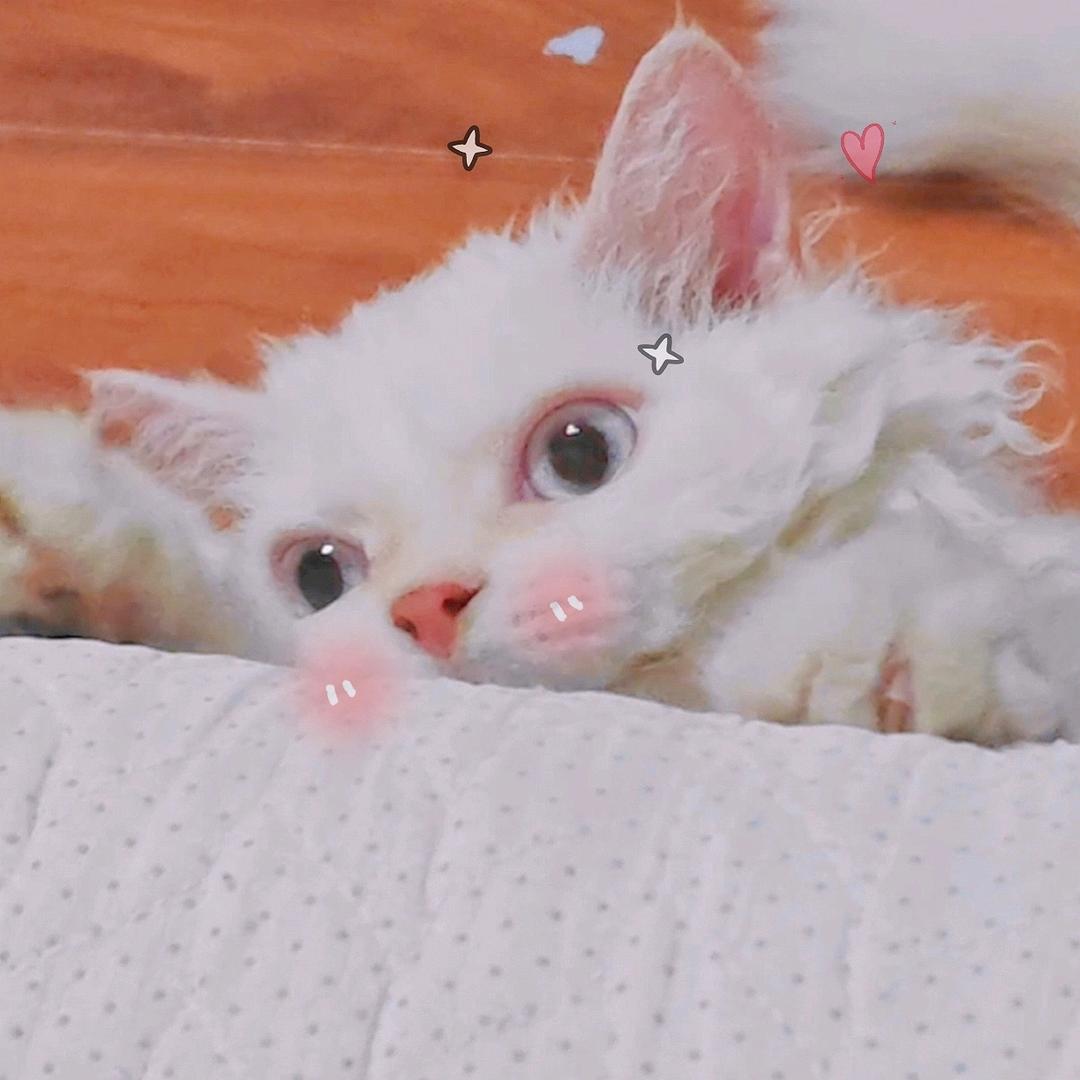 芙芙是只卷毛猫🐱
