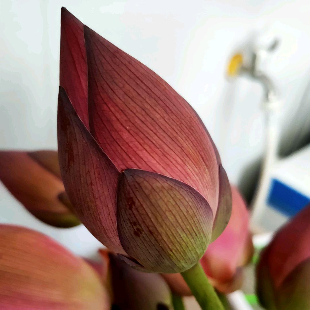 必特福新玥窗帘广德店