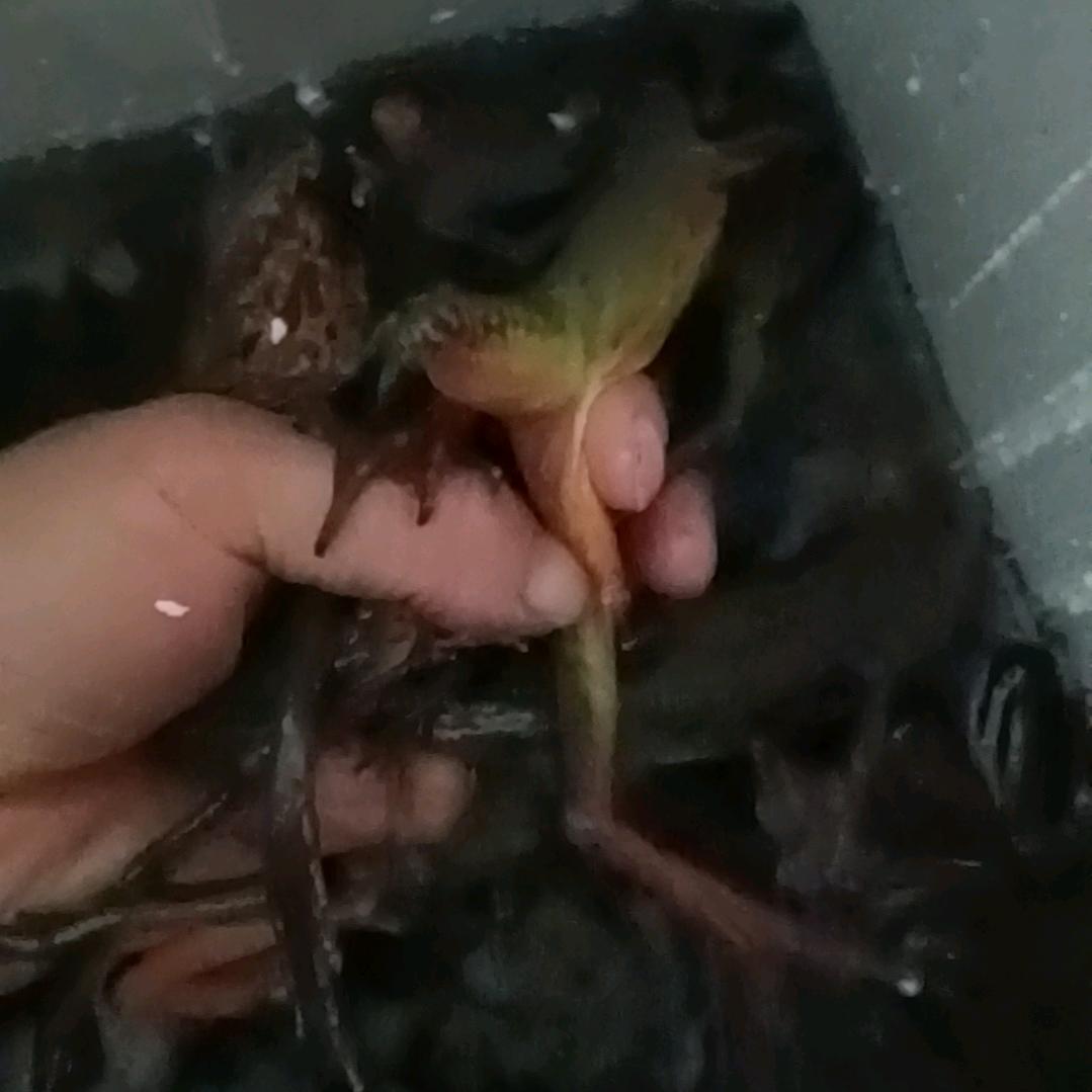 东北大林蛙满籽满油