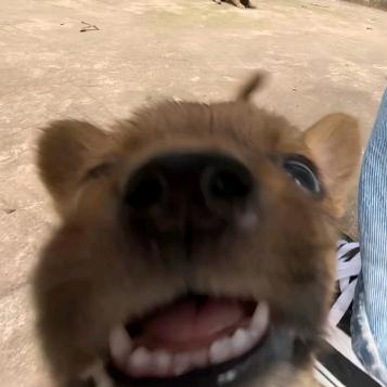 小贤🐾