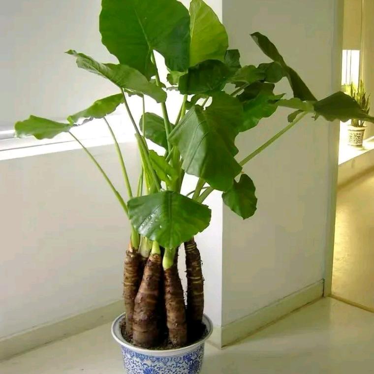 好运加满