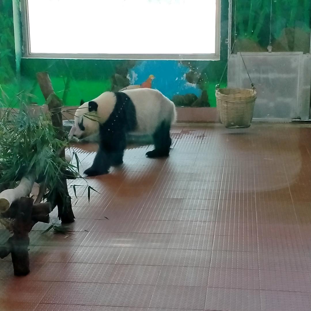 喵喵~