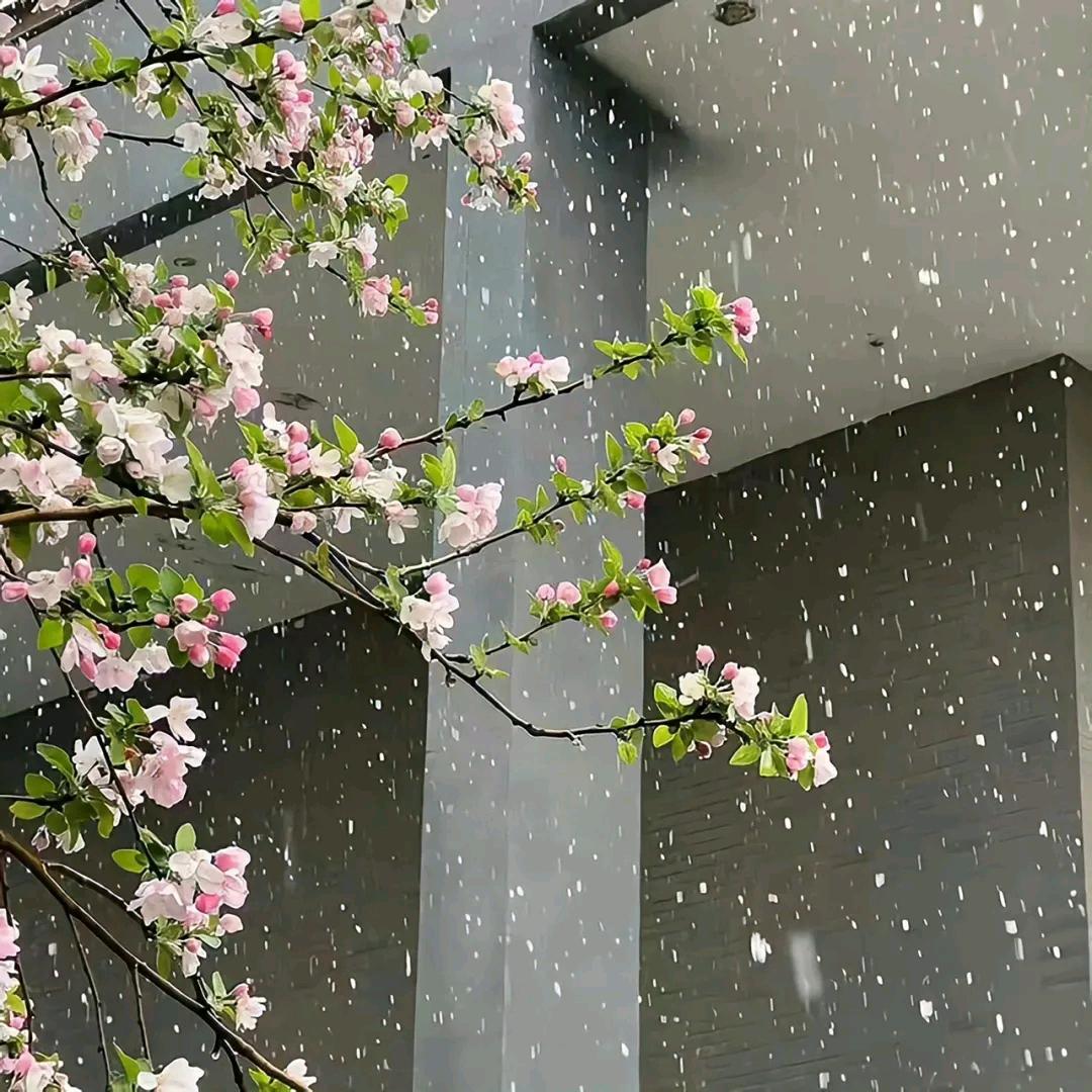 楽