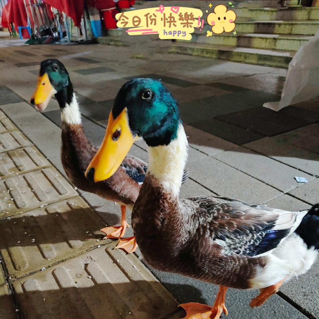 萍.萍