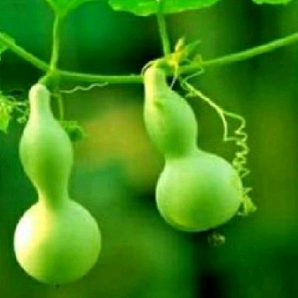 糖葫芦