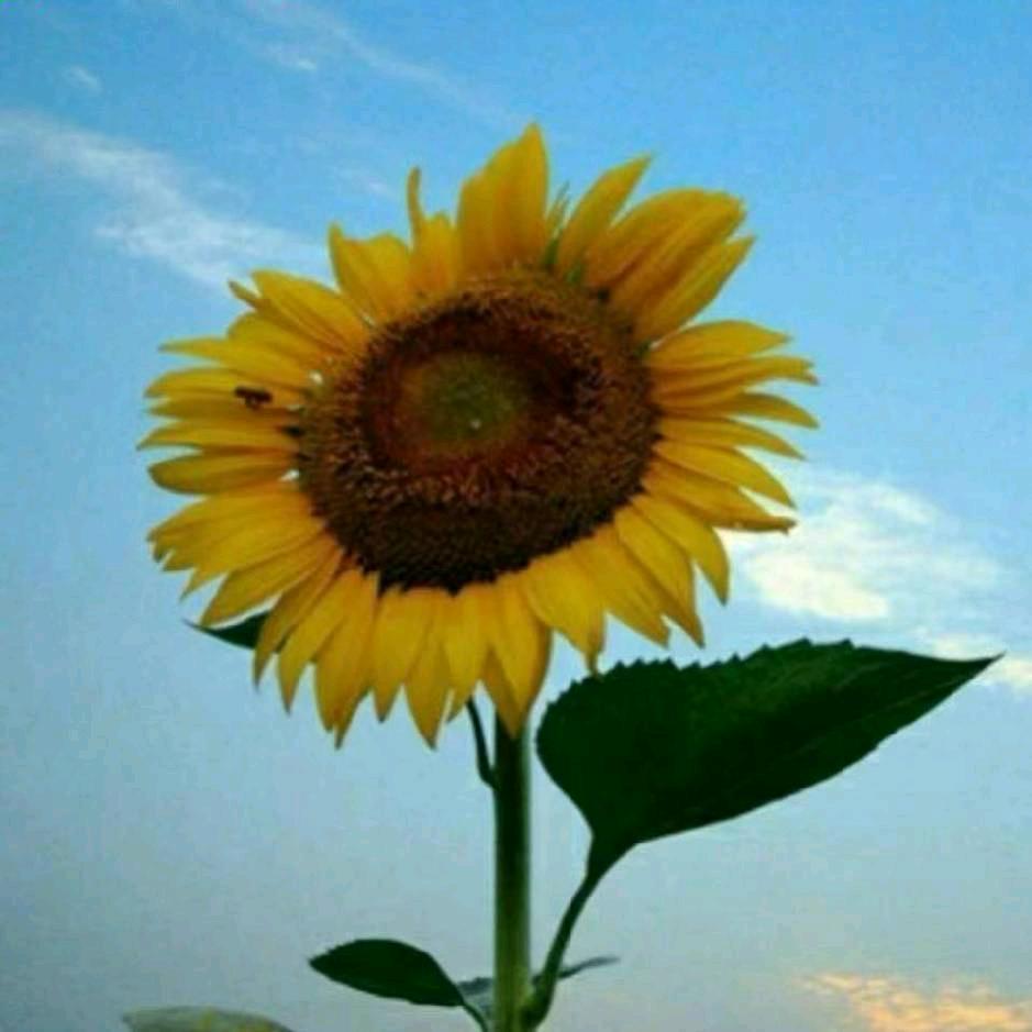 ☀️阳光☀️