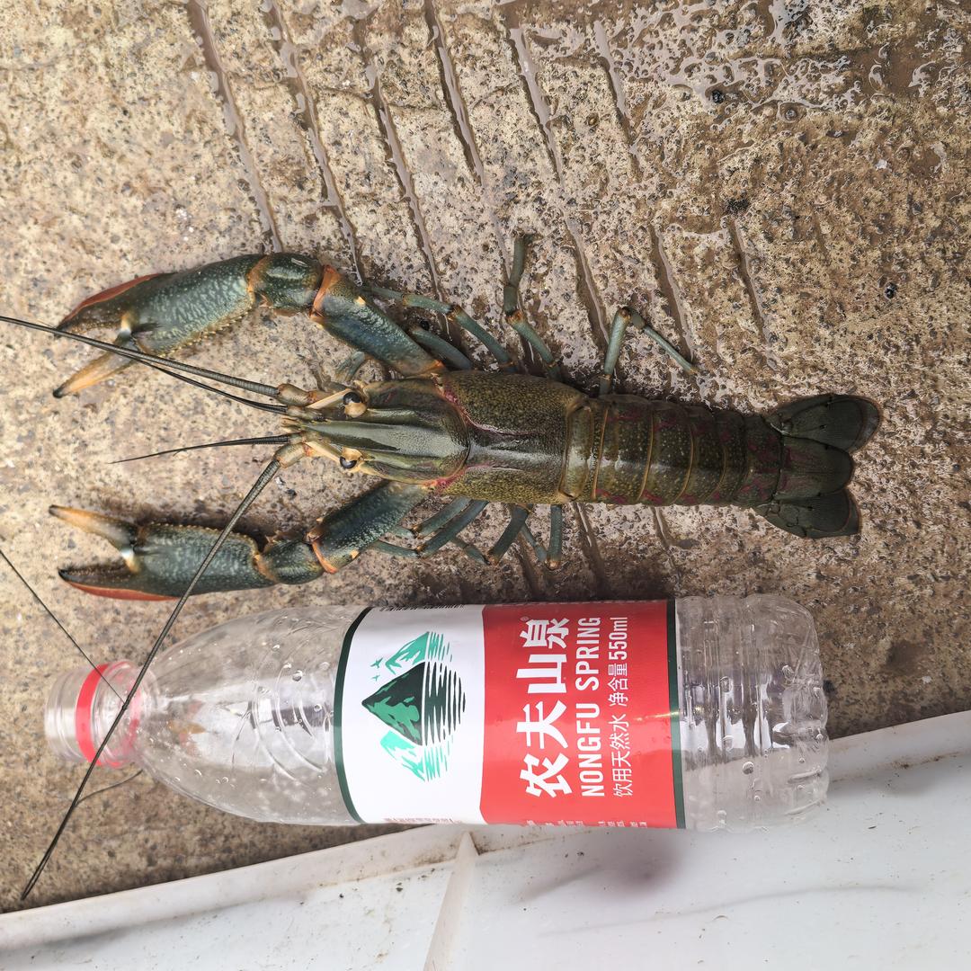 山咔咔里养澳龙