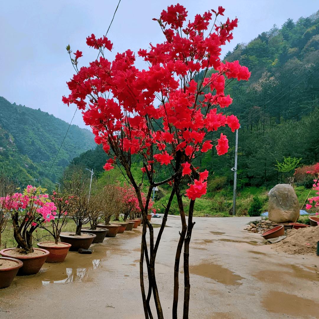 黄山奇烨映山红 （奇烨园林）