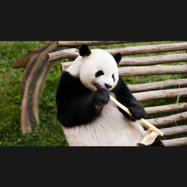 加依巴巴
