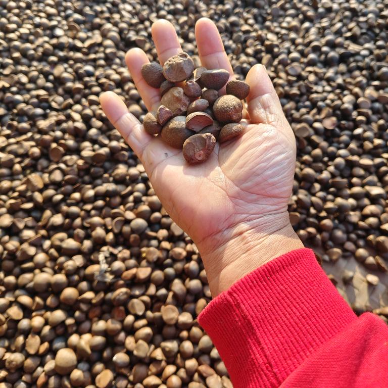 三少葛粉茶油淘井加深