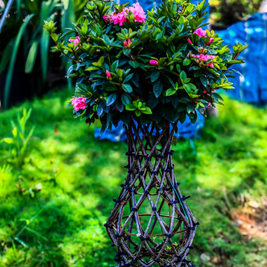 亚红杜鹃园艺坊