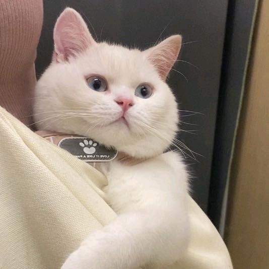 慧哥与杨嫂
