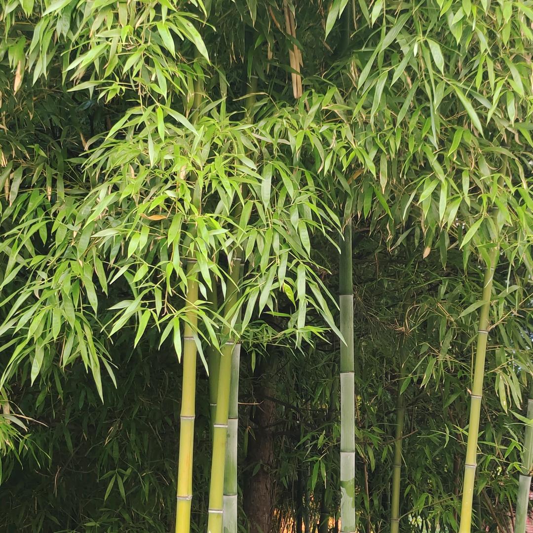 ꕥ᭄无须终有ꦿঞ