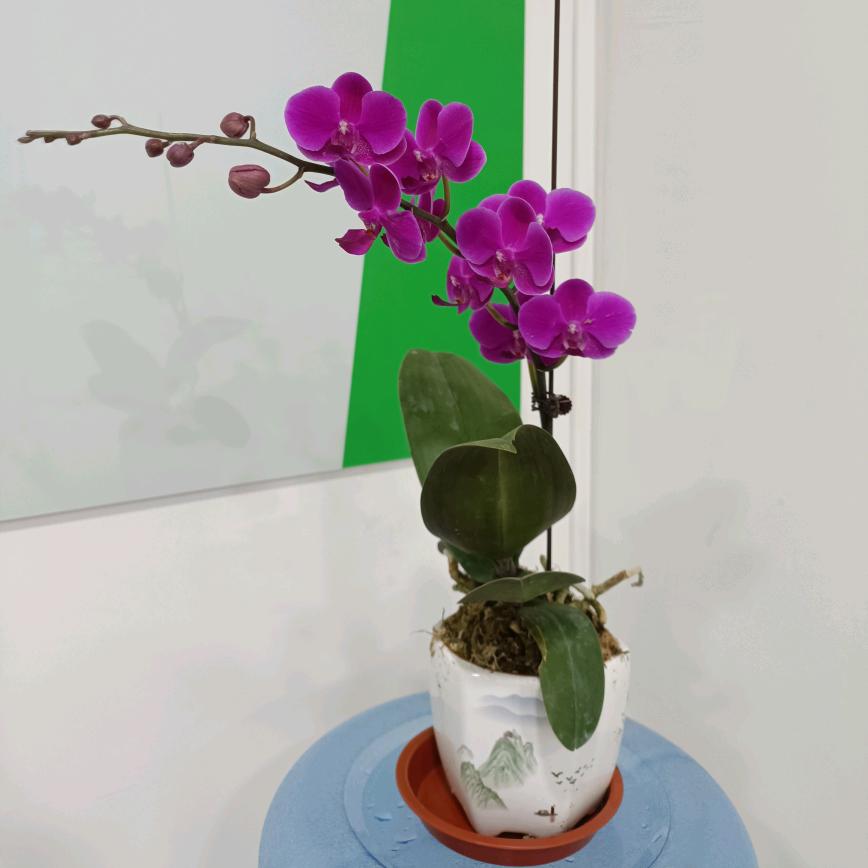 河北三晶源蜂产品研发有限公司-妙妙
