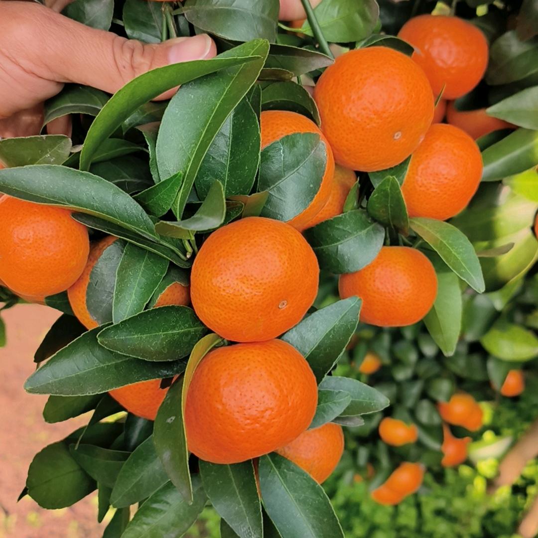 德鲜果业+生产各种型号框子（玲姐）