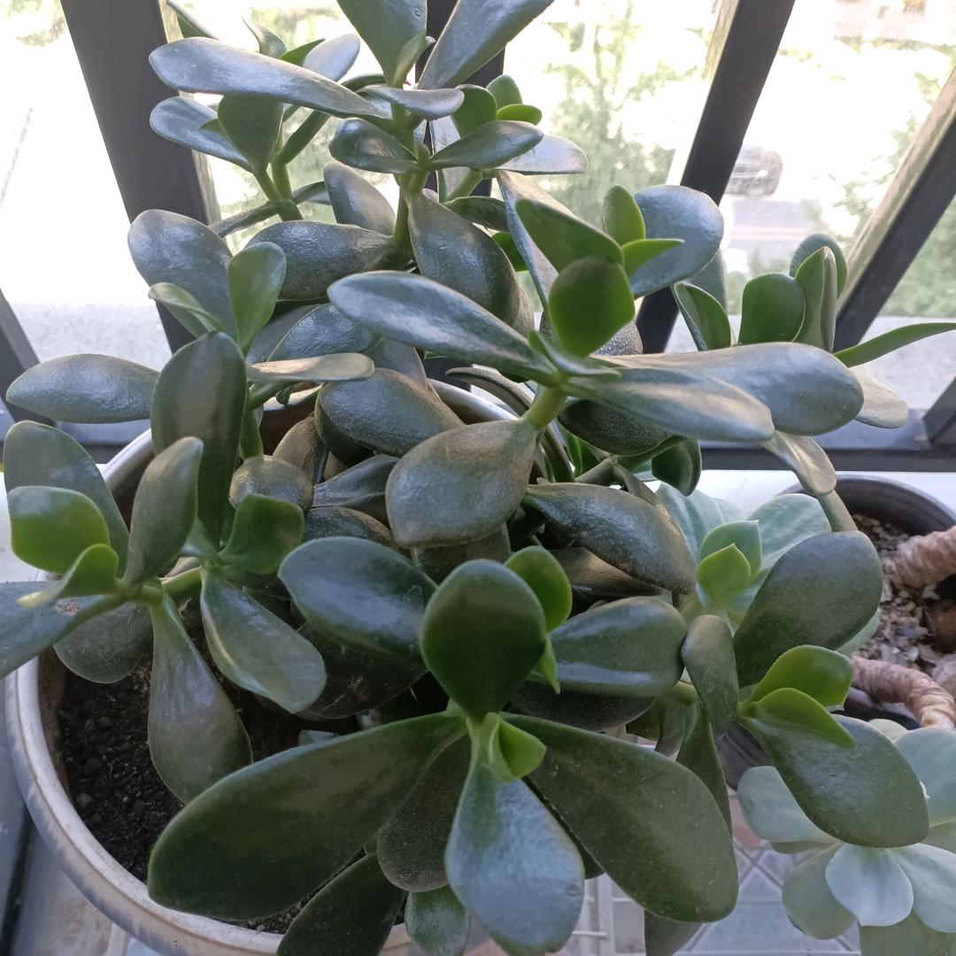 六朝烟雨楼台中