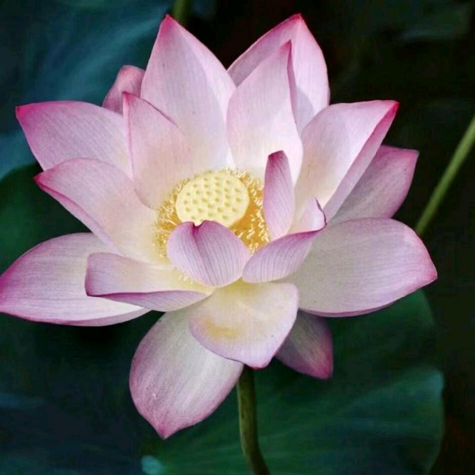 🌸好运莲莲🌸