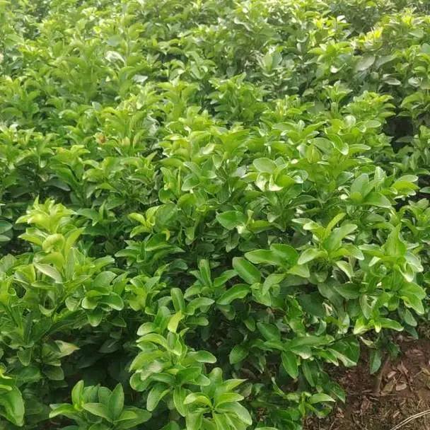 各种柑橘苗以及枝条岀售，王小芳