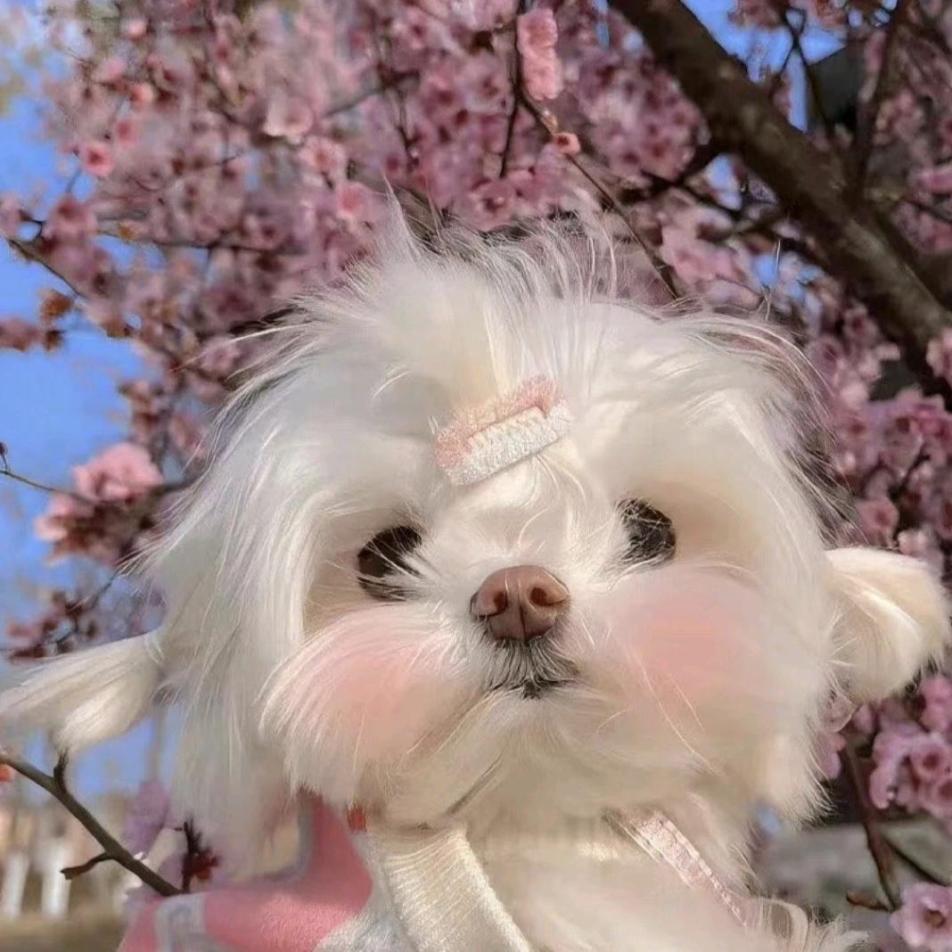 桃桃桃 桃~子🍑