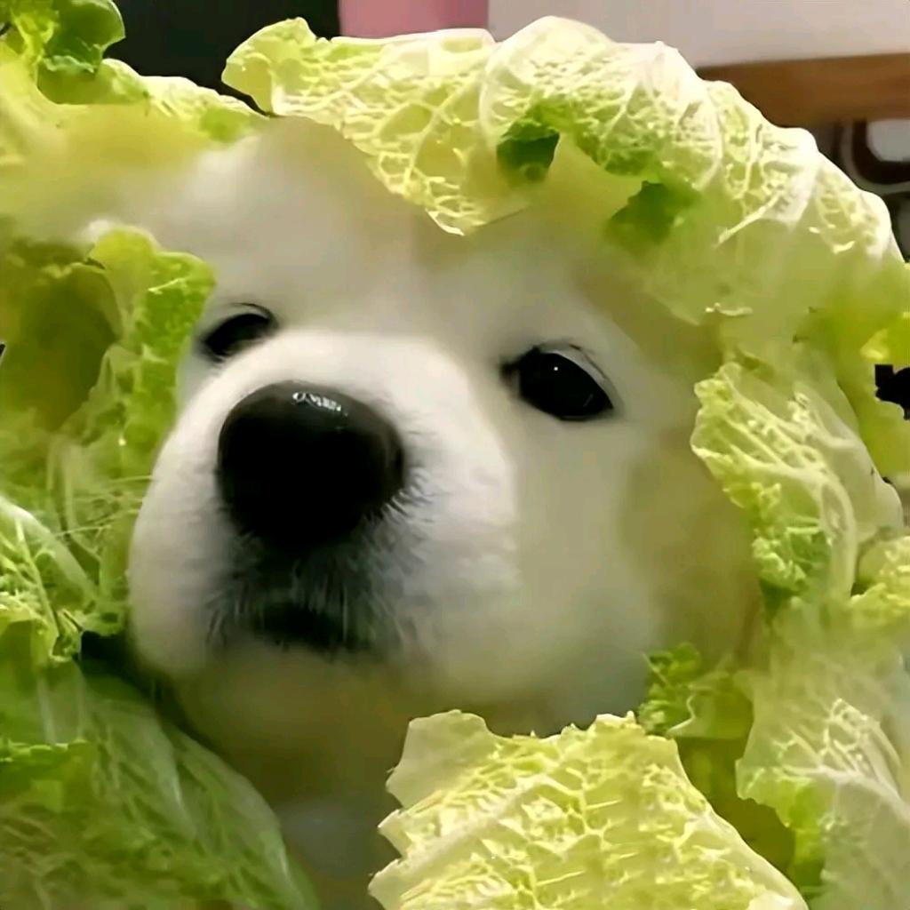 夜刀（恐龙岛）