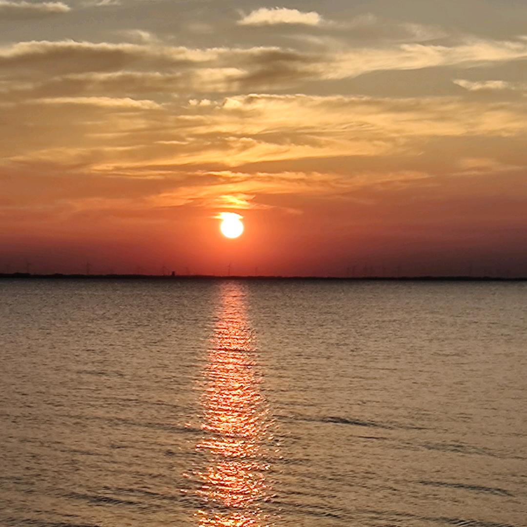 东星庭院地栽苗木