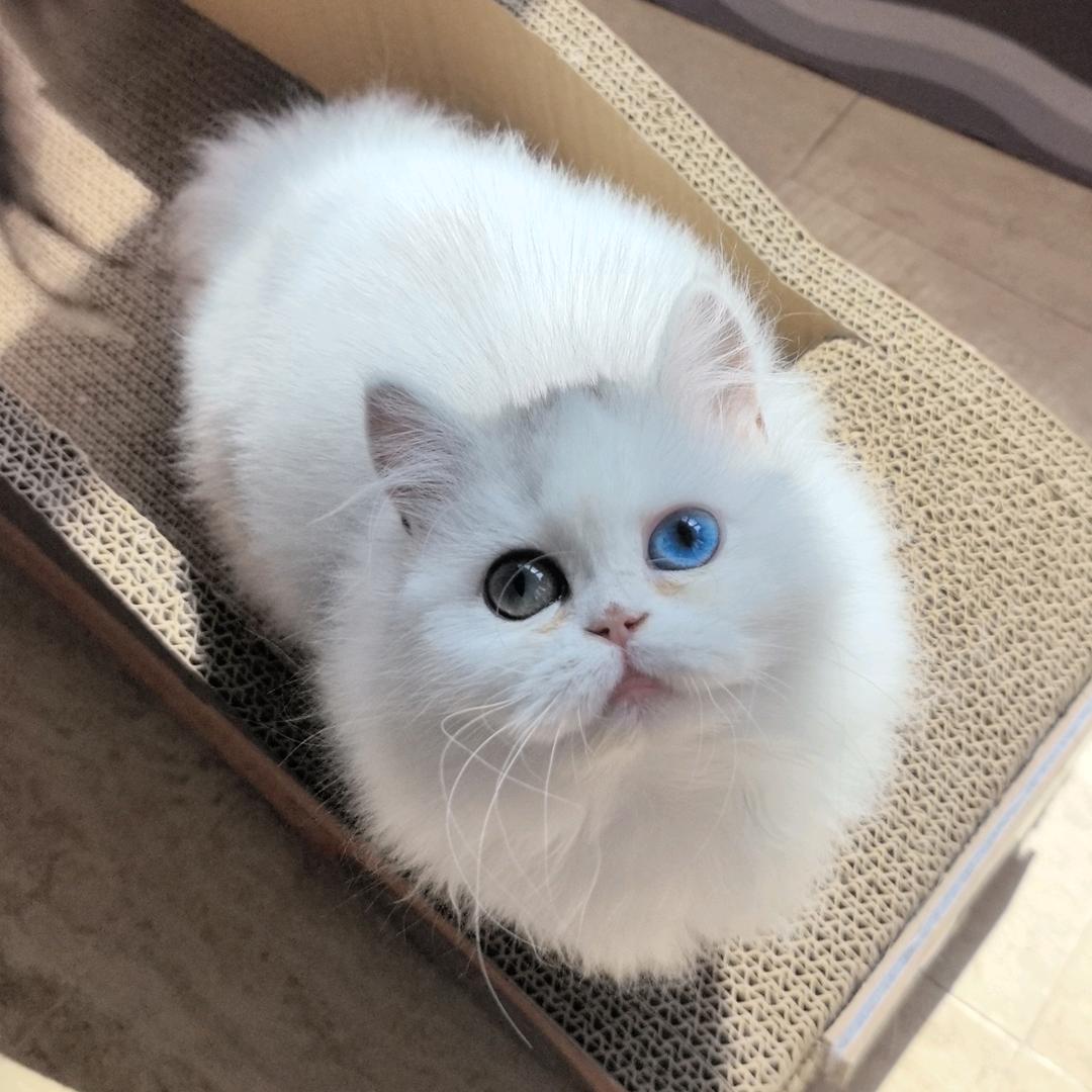甜胡人儿