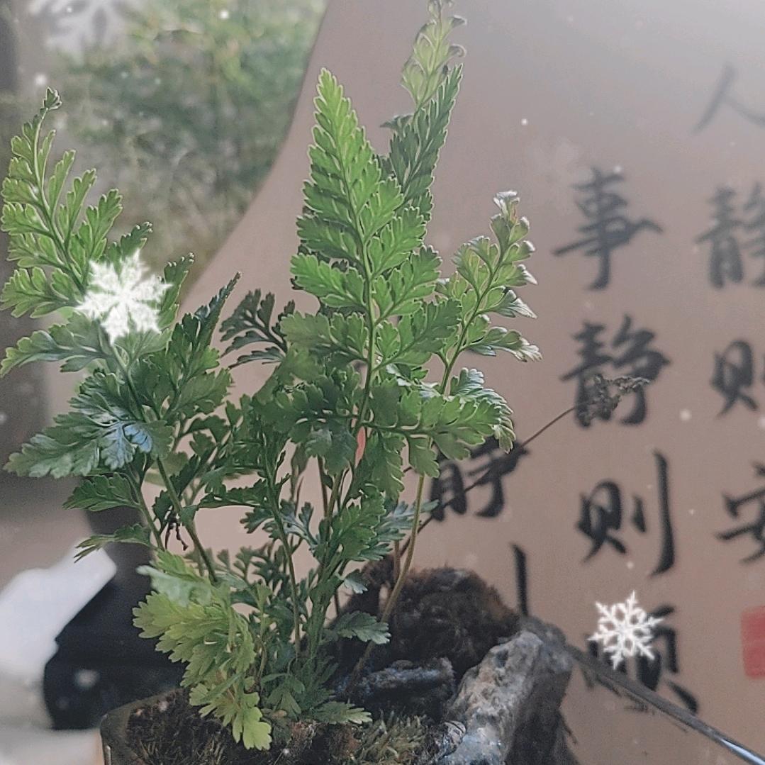 莹