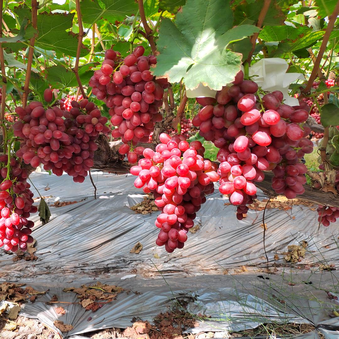 苏贝尔在宾川卖肥料